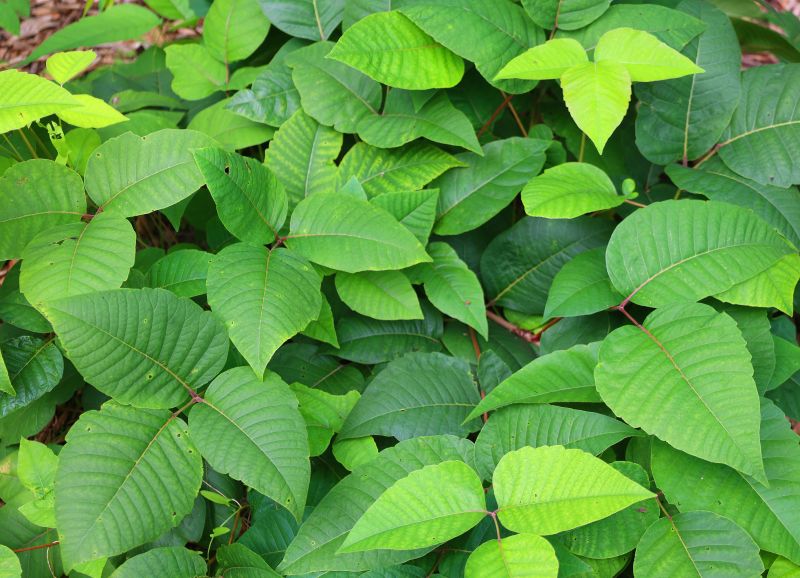 Poison Ivy Removal in Lancaster, PA