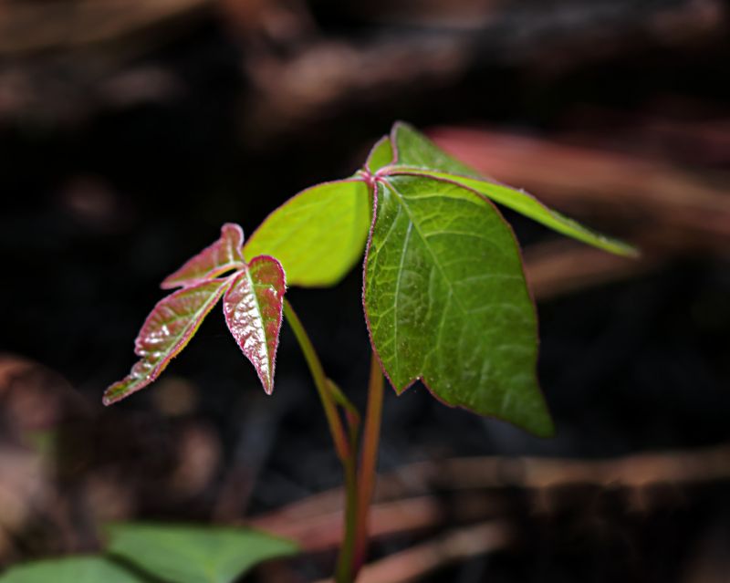 Poison Ivy Removal in Delaware County, PA
