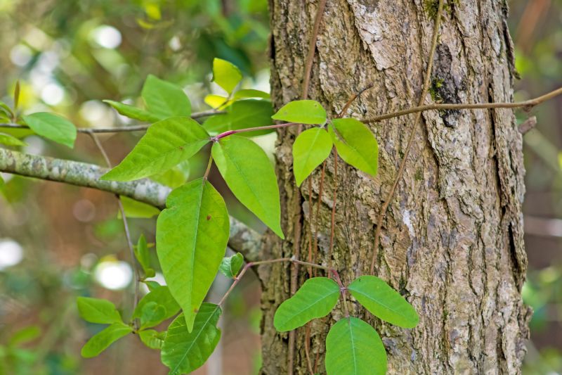Poison Oak Removal in Lancaster County, PA