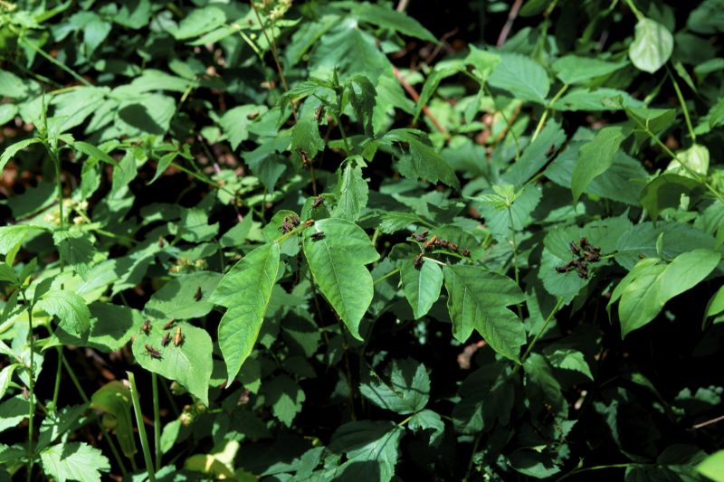 Poison Oak Removal in Delaware County, PA
