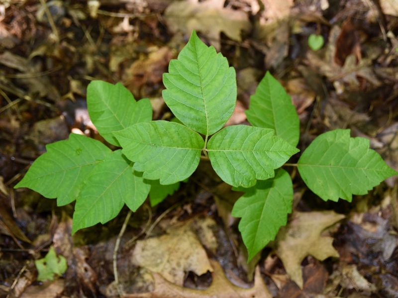Poison Oak Removal in Bucks County, PA