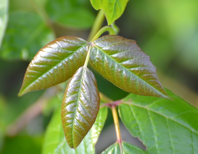 Poison Oak Removal in Harford County, MD