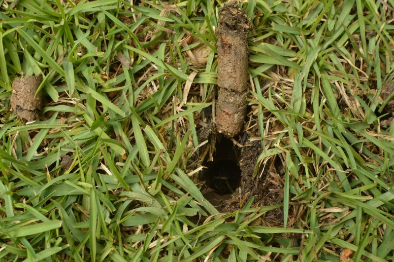Core Aeration Close-Up