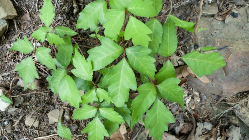 Poison Ivy Removal in Newark, DE