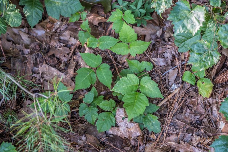 Poison Oak Removal in Honolulu, HI